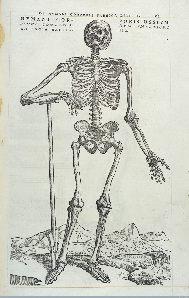 Vesalius, "De humani corporis fabrica", 1543. Credit: Wellcome Library, London.